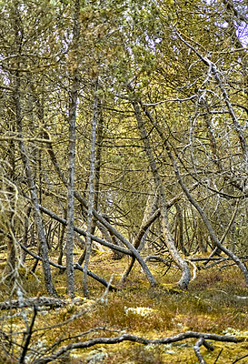 Buy stock photo Uncultivated forest wilderness in Denmark - Odde Natural Park