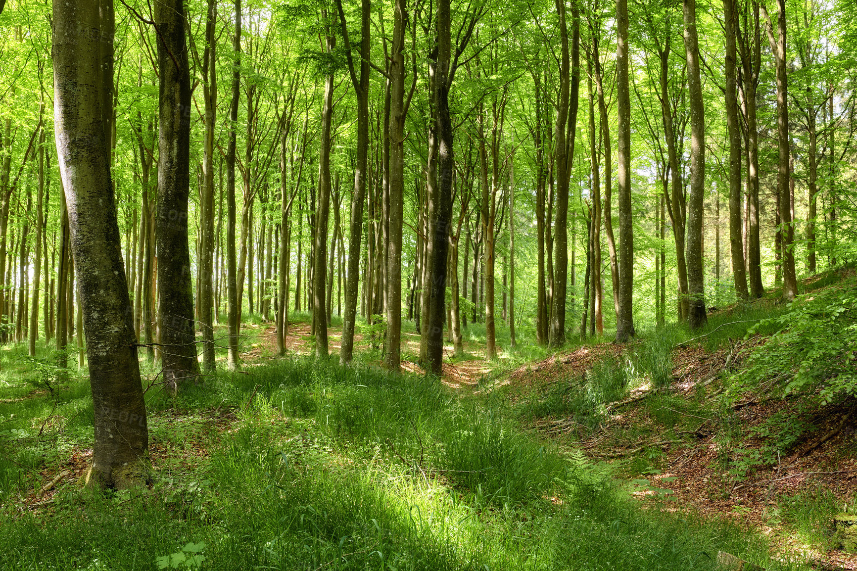 Buy stock photo Hardwood forest uncultivated