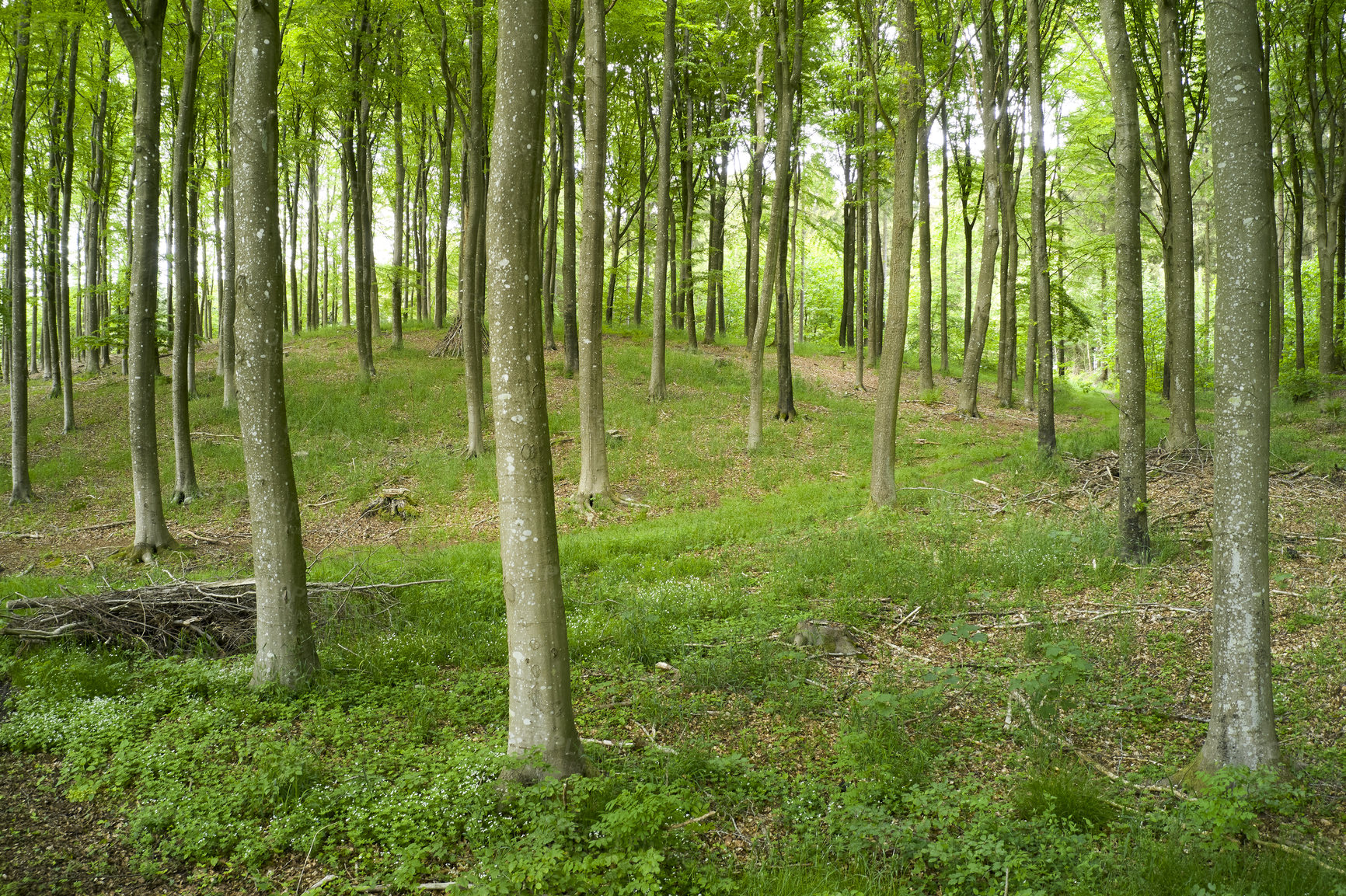 Buy stock photo Blurred view of a secret and mysterious forest in the countryside leading to a magical forest where adventure awaits. Quiet scenery with hidden path surrounded by tall trees and grass