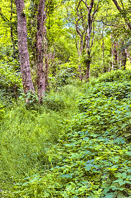 Buy stock photo Green forest in spring. Closeup of a dense and thriving forest in the middle of summer. Green nature is healthy nature. Take time to explore the wild and see nature. A living and healthy ecosystem