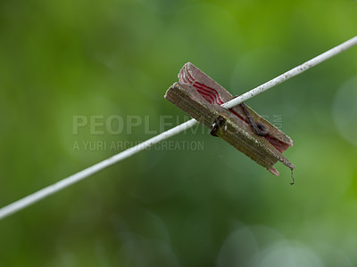 Buy stock photo Clothespin hanging on an empty laundry line outside in a garden. A clothing pin is a useful tool to hang up clothes outside to dry and symbolizes housework and chores. One hanging wooden clothespin 