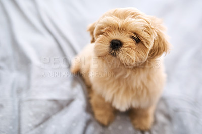 Buy stock photo Shot of an adorable dog resting on a bed at home