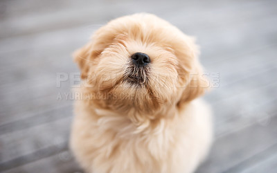 Buy stock photo Shot of an adorable dog sitting on a wooden porch outdoors