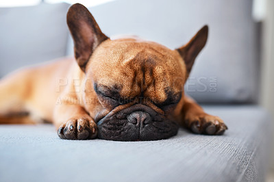 Buy stock photo Shot of an adorable dog sleeping on a couch at home