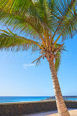 Buy stock photo A tall palm tree on a patio or veranda overlooking the ocean at a popular tourist resort in Santa Cruz, La Palma, Canary Islands. A quiet and tropical island holiday, vacation and travel destination