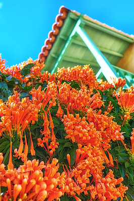 Buy stock photo Closeup of an orange flame vine with lush green foliage growing outside in a home garden from below. Pyrostegia venusta plant thriving in a yard of a house on a bright and sunny summer or spring day
