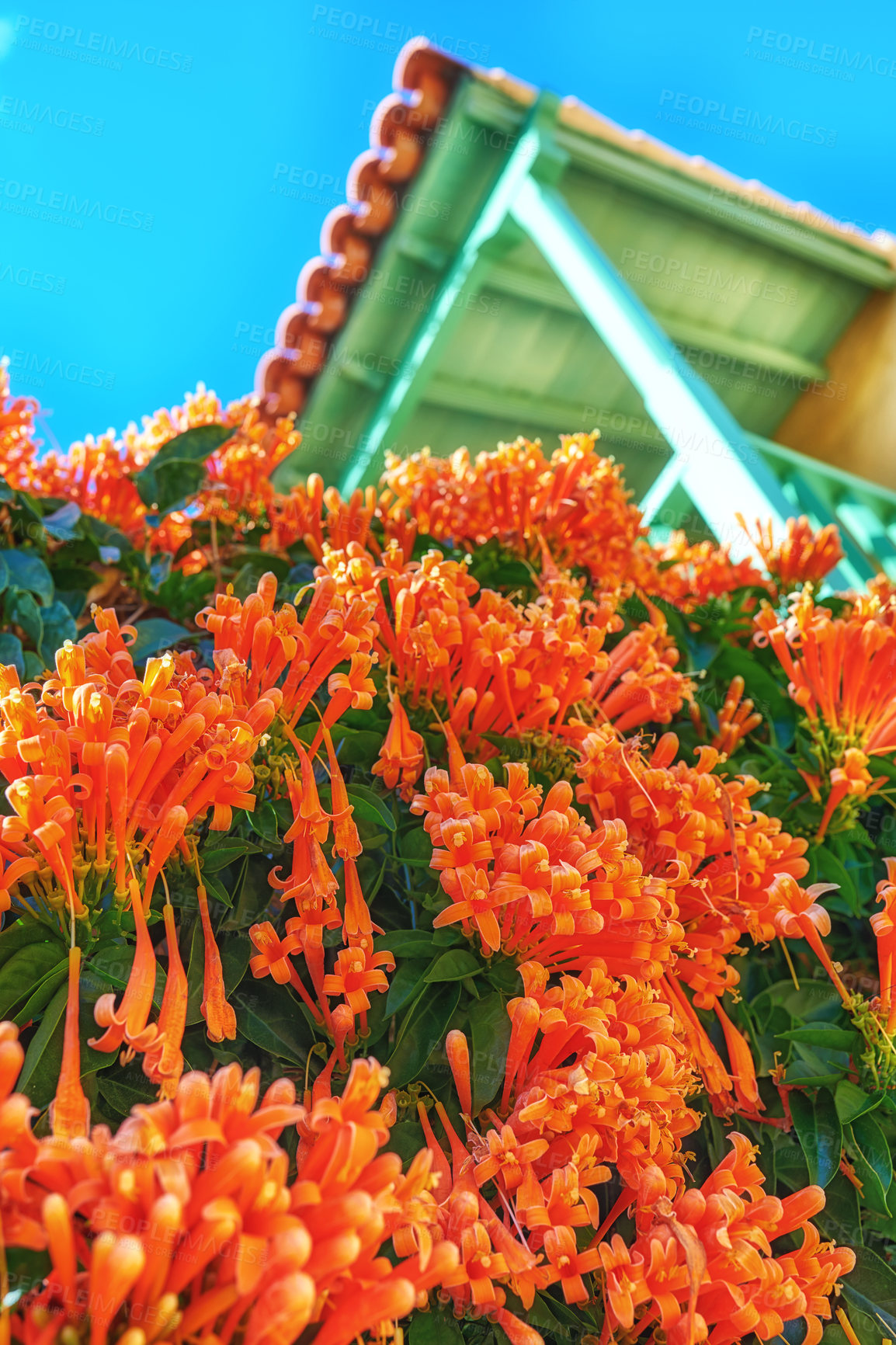 Buy stock photo Closeup of an orange flame vine with lush green foliage growing outside in a home garden from below. Pyrostegia venusta plant thriving in a yard of a house on a bright and sunny summer or spring day