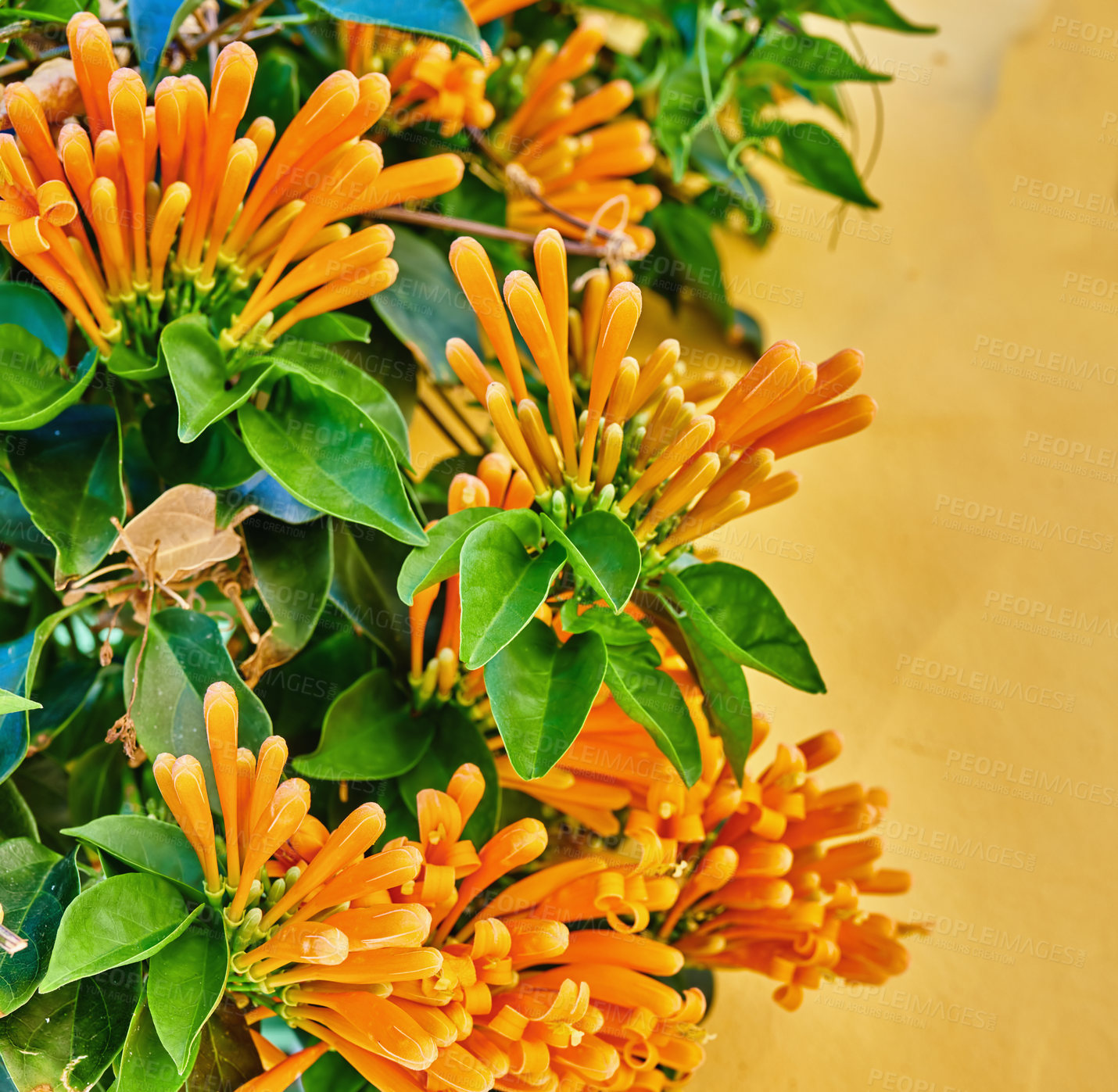 Buy stock photo Closeup of an orange flame vine with lush green foliage growing outside in a home garden from below. Pyrostegia venusta plant thriving in a yard of a house on a bright and sunny summer or spring day