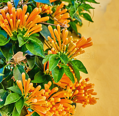 Buy stock photo Closeup of an orange flame vine with lush green foliage growing outside in a home garden from below. Pyrostegia venusta plant thriving in a yard of a house on a bright and sunny summer or spring day