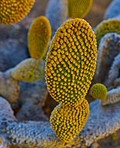 La Palma - landscape and nature