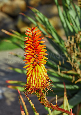 Buy stock photo Vibrant candelabra aloe flora growing in a backyard garden or outdoors in nature on a sunny summer day. Closeup detail of an orange plant in a forest field with sunlight on a spring afternoon