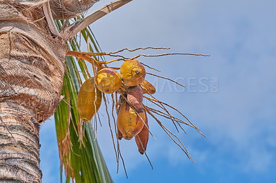 Buy stock photo Coconut tree with green palm leaves and fresh yellow fruit on sunny summer day with blue sky. Beautiful natural, serene in tropical area on the island of La Palma, Canary islands in Spain