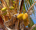 La Palma - landscape and nature