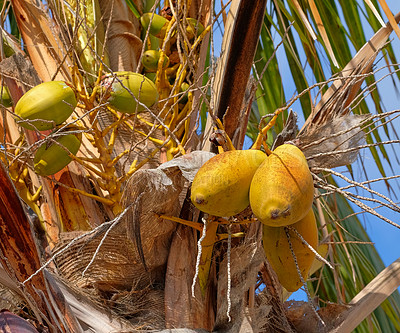 Buy stock photo Exotic papaya fruit growing on trees on the Island of La Palma, Canary islands in Spain. Bottom view of fresh and organic fruits hanging in a natural environment in a tropical area for tourists