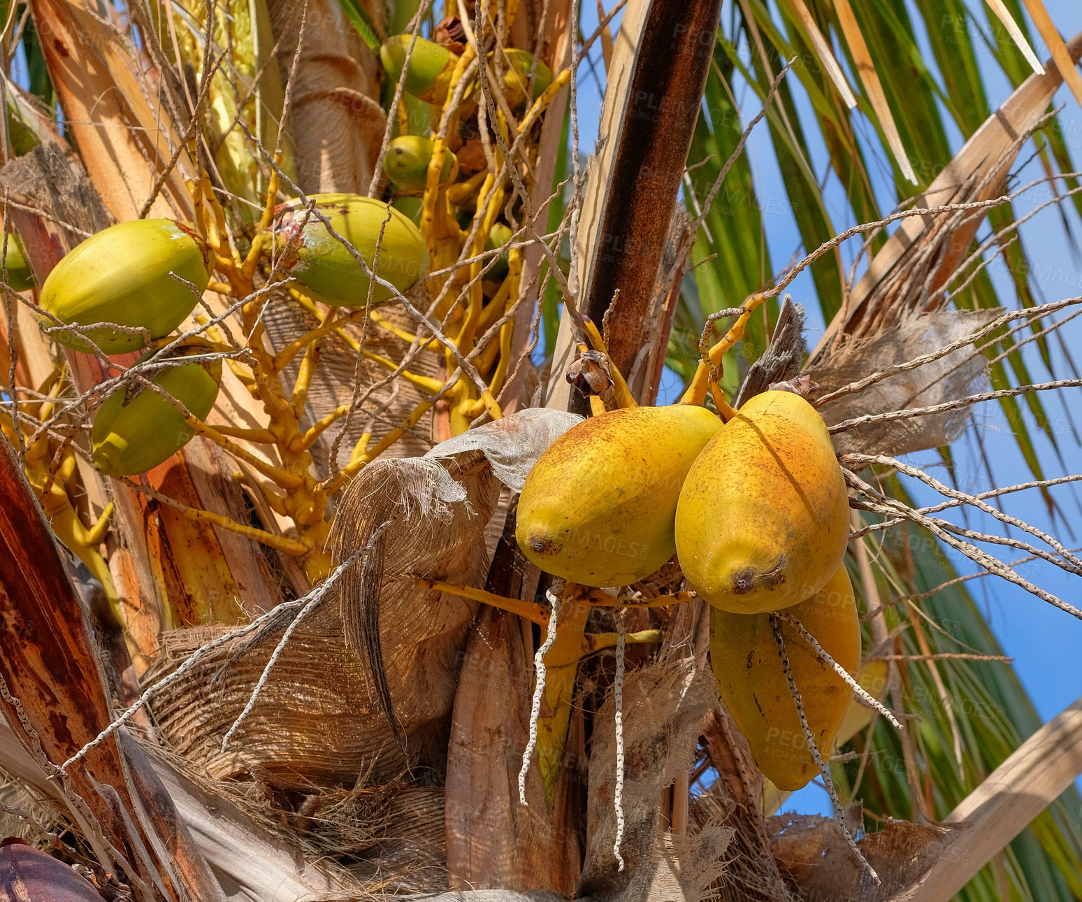 Buy stock photo Exotic papaya fruit growing on trees on the Island of La Palma, Canary islands in Spain. Bottom view of fresh and organic fruits hanging in a natural environment in a tropical area for tourists