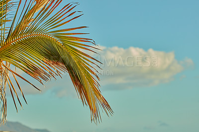 Buy stock photo Closeup of a Palm tree growing on the island of La Palma, Canary Islands, against a sky background with copyspace. Zoom in on color and texture of tropical leaves on branches on a peaceful resort 