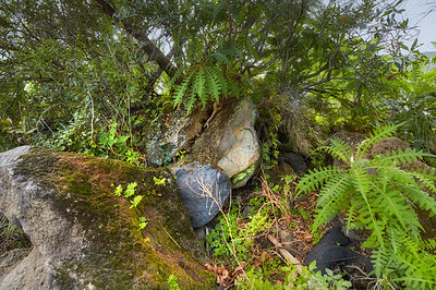 Buy stock photo Closeup of a Boston fern plant growing amongst vegetation and greenery in a backyard garden, field, or park during summer. Plants, trees, and shrubs on the Island of La Palma, Canary Islands in Spain