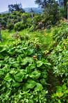 La Palma - landscape and nature