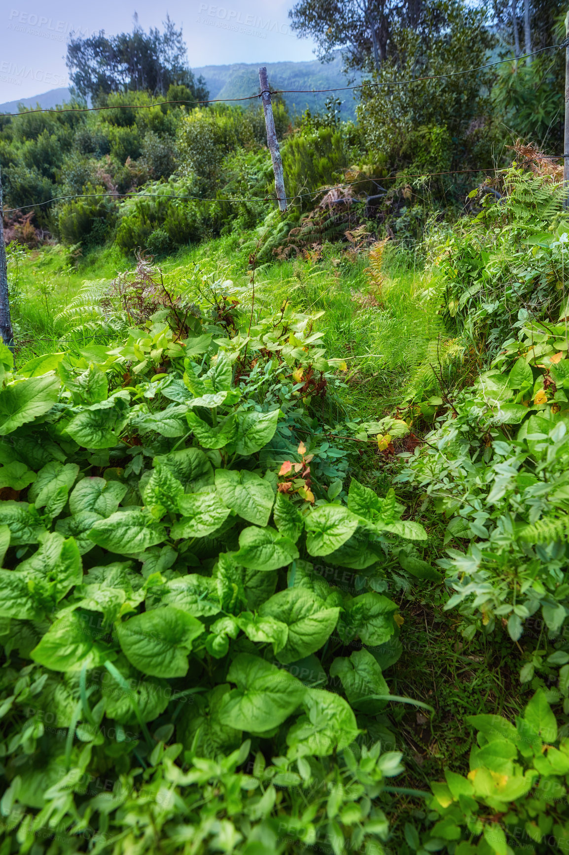 Buy stock photo Green foliage, flora and plants in the mountains with lush greenery. Closeup landscape view of biodiverse nature scenery with lush vegetation growing in the wild forest of La Palma, Canary Islands