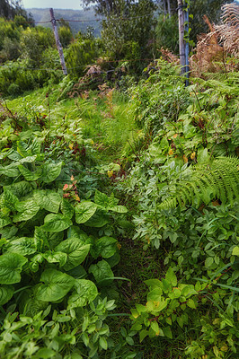 Buy stock photo Green tree plants in the mountains with lush greenery and foliage. Closeup landscape view of biodiverse nature scenery with lush vegetation growing in the wild forest of La Palma, Canary Islands