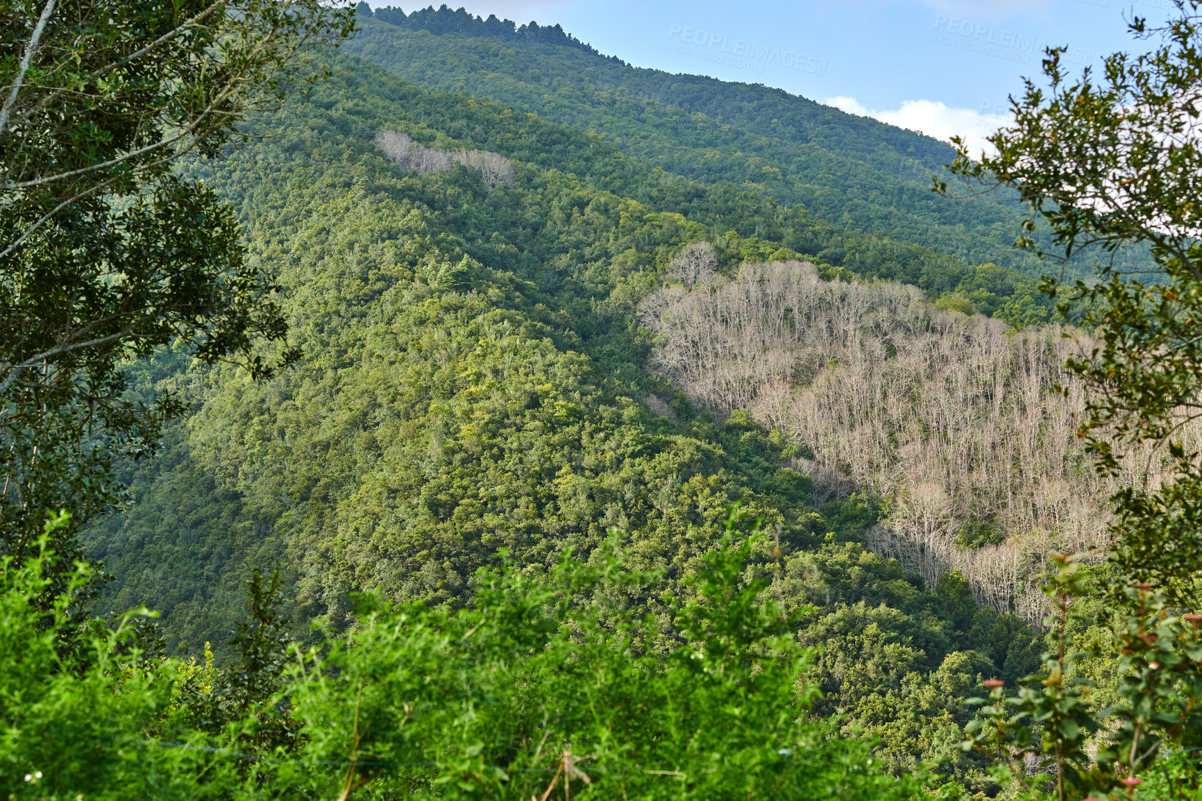 Buy stock photo Vibrant greenery with plants on a hill in a secluded countryside location. Peaceful scenic land on a mountain. Green grass and bushes growing outdoors in nature on a hilly and mountainous landscape.