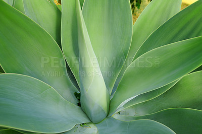 Buy stock photo Green Agave succulent plant growing in the summer season. Closeup of a tropical perennial plants stem with soft pattern details. Thick lush leaves growing, flourishing in eco friendly environment