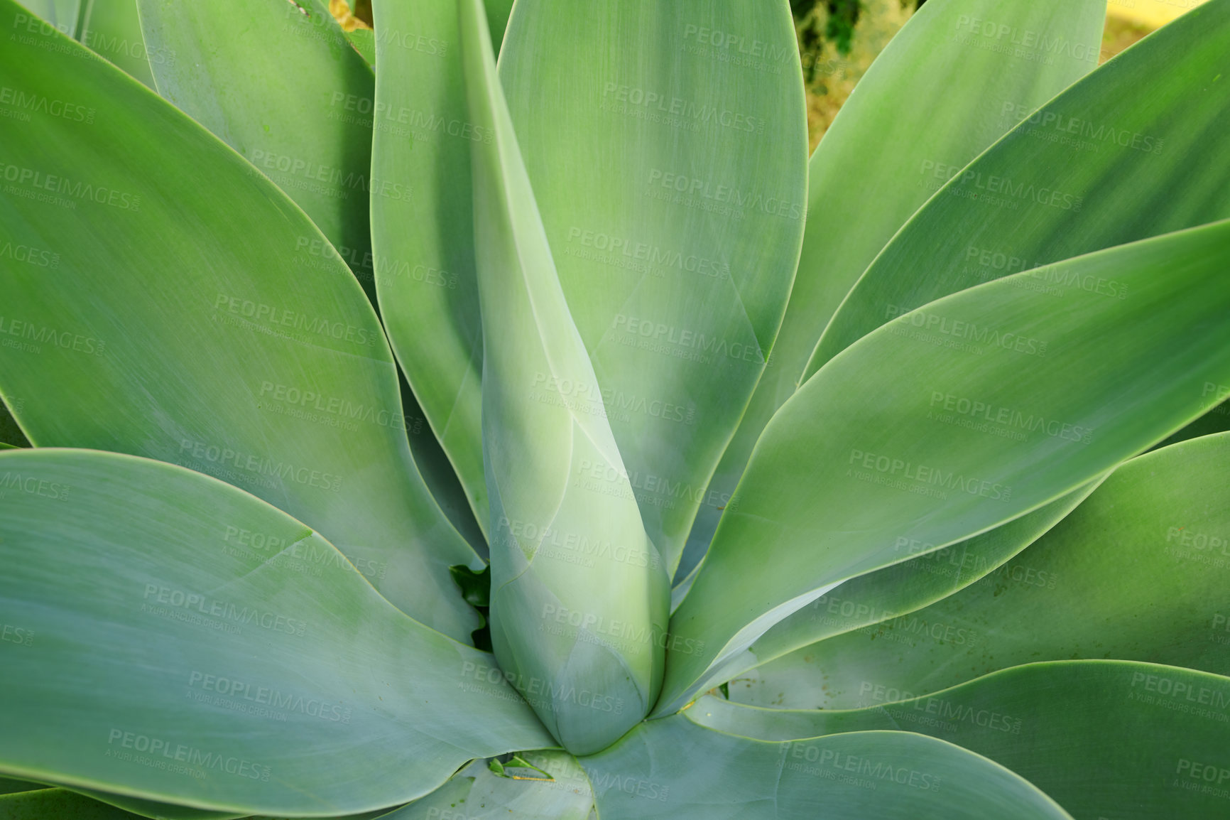 Buy stock photo Green Agave succulent plant growing in the summer season. Closeup of a tropical perennial plants stem with soft pattern details. Thick lush leaves growing, flourishing in eco friendly environment