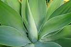 La Palma - landscape and nature