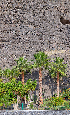 Buy stock photo Palm trees lined up against a stone wall or mountain. View of tropical coconut plants and lush shrubs planted outside in a garden. Beautiful landscaping with a lush garden outside in a public place  