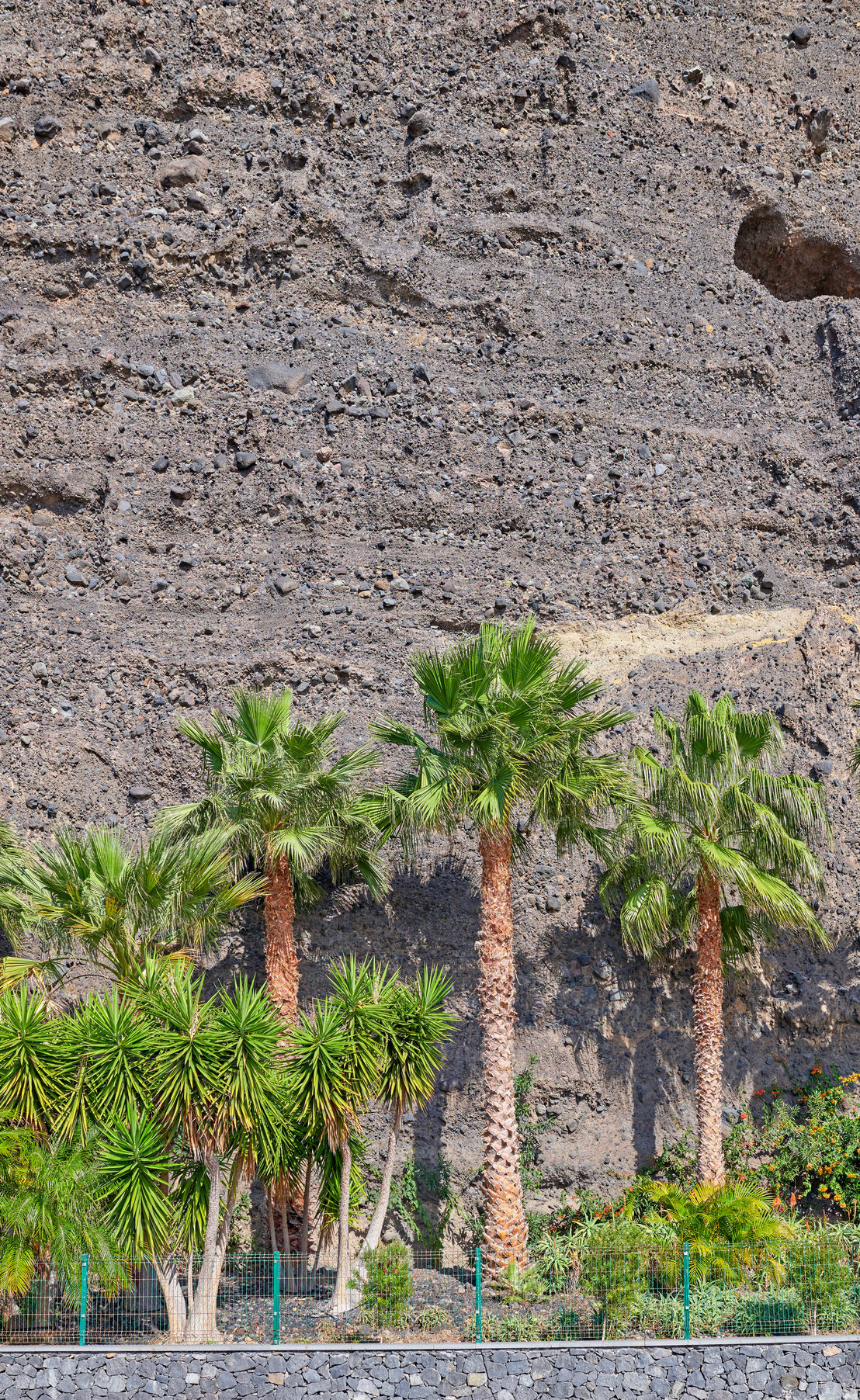 Buy stock photo Palm trees lined up against a stone wall or mountain. View of tropical coconut plants and lush shrubs planted outside in a garden. Beautiful landscaping with a lush garden outside in a public place  