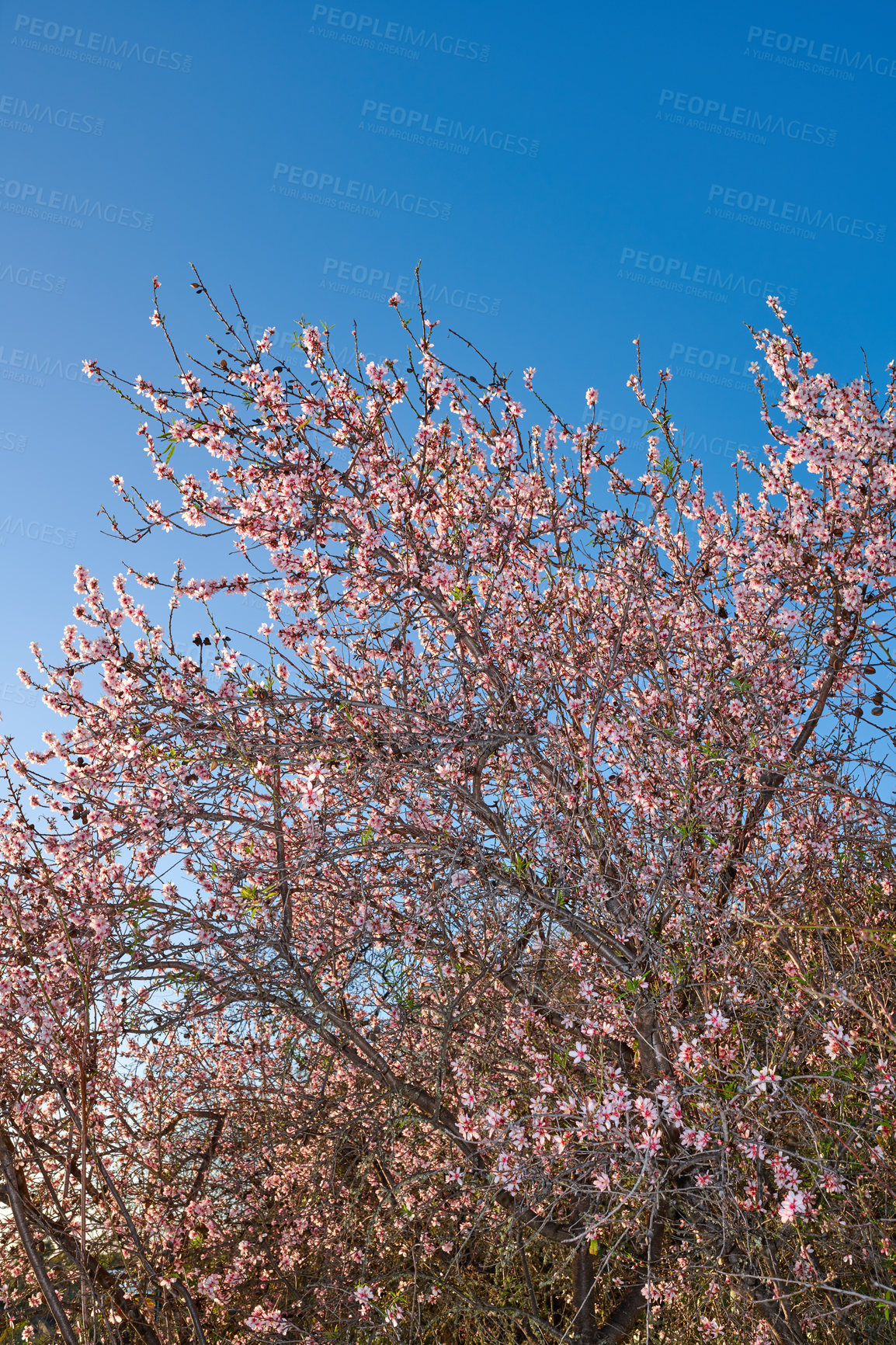 Buy stock photo Almond tree with pink flowers growing in a garden against a clear blue sky background in La Palma, Canary islands, Spain. Beautiful and vibrant blossoms blooming in nature during a sunny spring day
