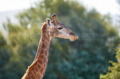 Buy stock photo A giraffe in the wild on safari during a hot summer day. Protected wildlife in a conservation national park with wild animals in Africa. A single long neck mammal in the savannah region