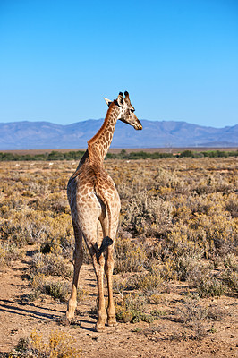 Buy stock photo Giraffe in a savannah in South Africa from the back on a sunny day against a blue sky copy space background. One tall wild animal with long neck spotted on safari in a dry and deserted national park
