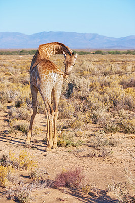 Buy stock photo Wild giraffe standing alone in a dry landscape and wildlife reserve in a hot savanna area in Africa. Protecting local safari animals from poachers and hunters with national parks in remote the Sahara