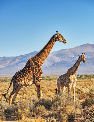 Buy stock photo Giraffes in Savanna in safari on hot, sunny summer day. Wilderness of nature full of light brown bushes, grass and mountains in background. Wild space in South Africa where animals roam free
