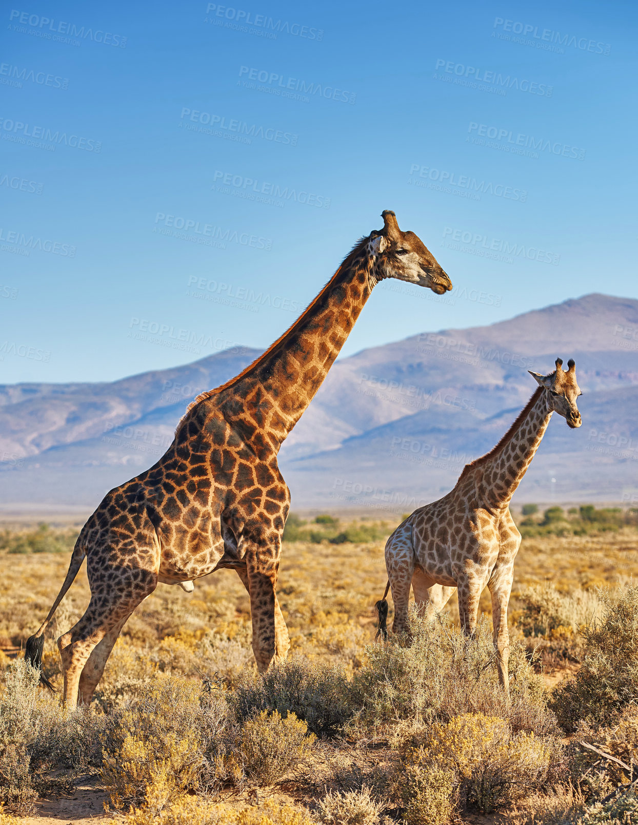 Buy stock photo Giraffes in Savanna in safari on hot, sunny summer day. Wilderness of nature full of light brown bushes, grass and mountains in background. Wild space in South Africa where animals roam free