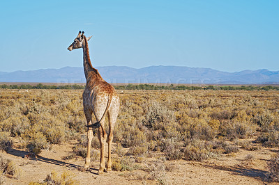 Buy stock photo Giraffe in a savannah in South Africa from the back on a sunny day against a blue sky copyspace background. One tall wild animal with long neck spotted on a safari in a dry and deserted national park