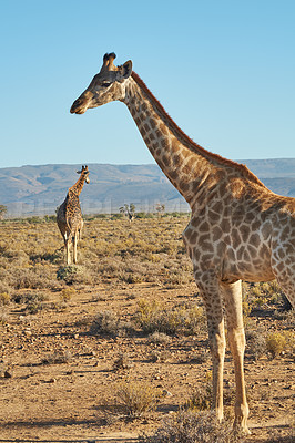 Buy stock photo Giraffes in the safari outdoors in the wild on a hot summer day. Wildlife conservation national park with wild animals walking on dry desert sand in Africa. A long neck mammal in the savannah region