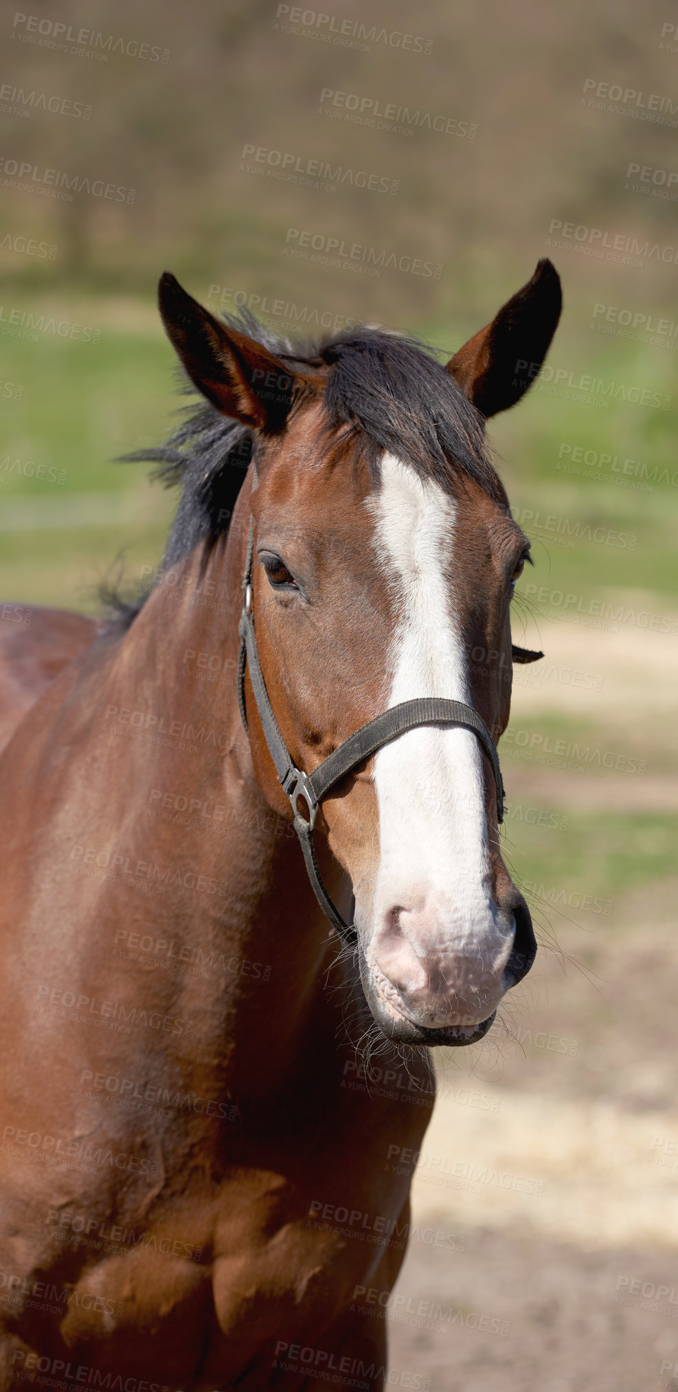 Buy stock photo A photo of a horse in natural setting