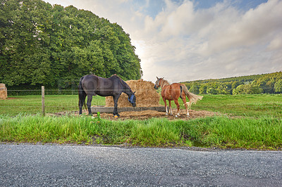 Buy stock photo A photo of a horse in natural setting