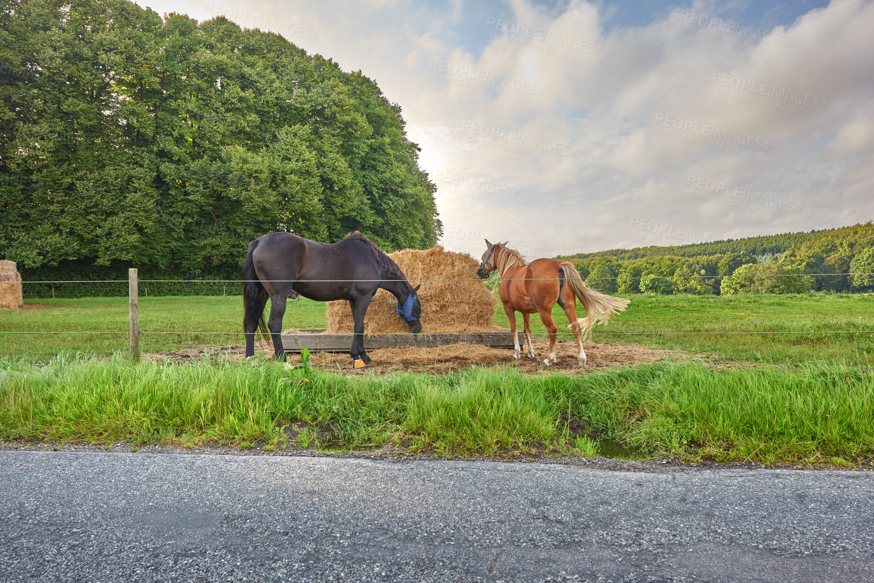 Buy stock photo A photo of a horse in natural setting