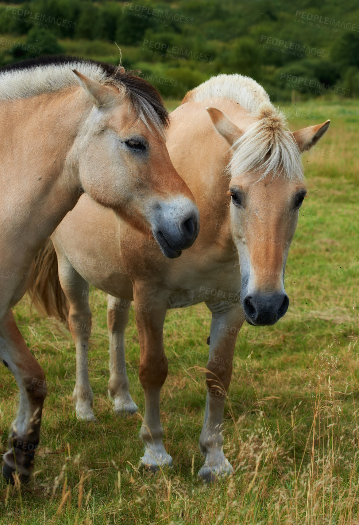 Buy stock photo A photo of a horse in natural setting