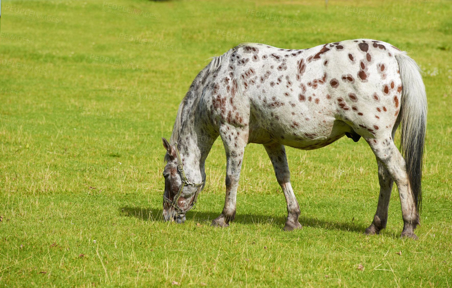 Buy stock photo A photo of a horse in natural setting