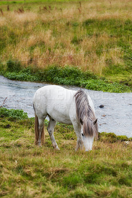 Buy stock photo A photo of a horse in natural setting