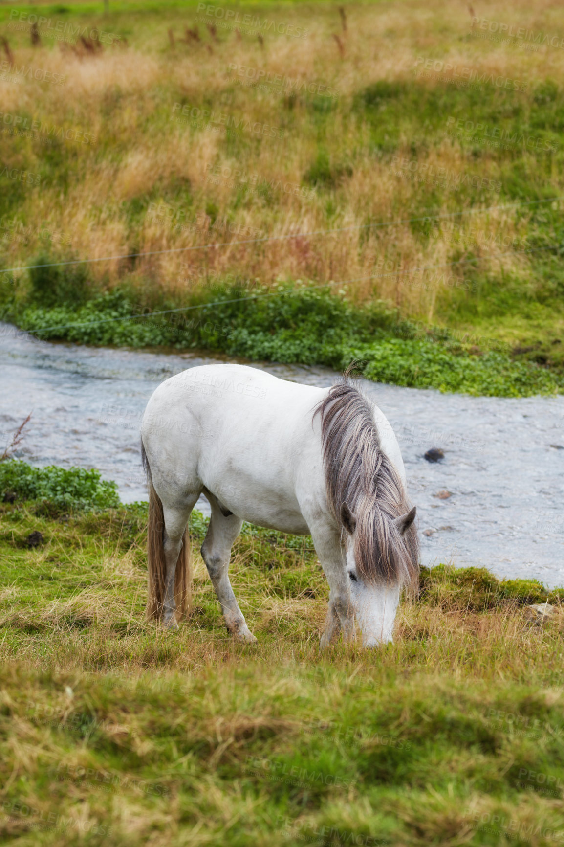 Buy stock photo A photo of a horse in natural setting