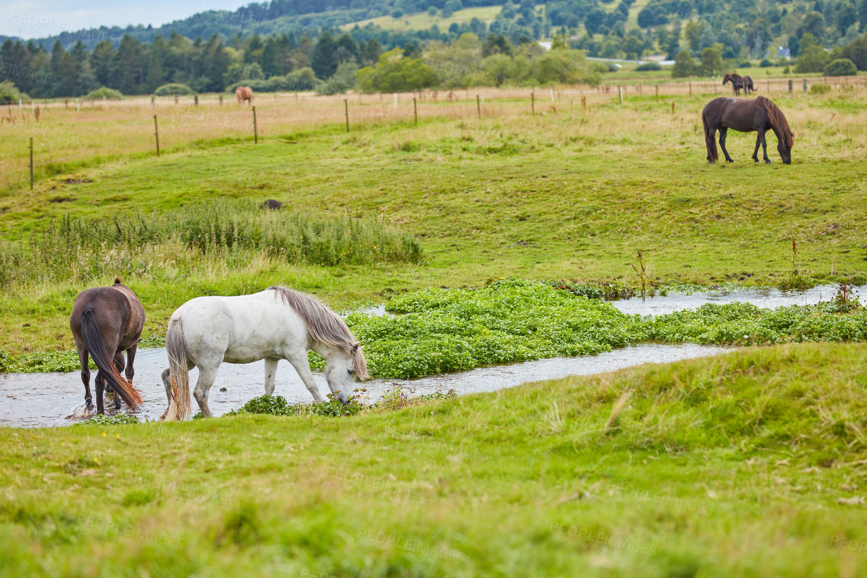 Buy stock photo A photo of a horse in natural setting