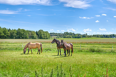 Buy stock photo A photo of a horse in natural setting