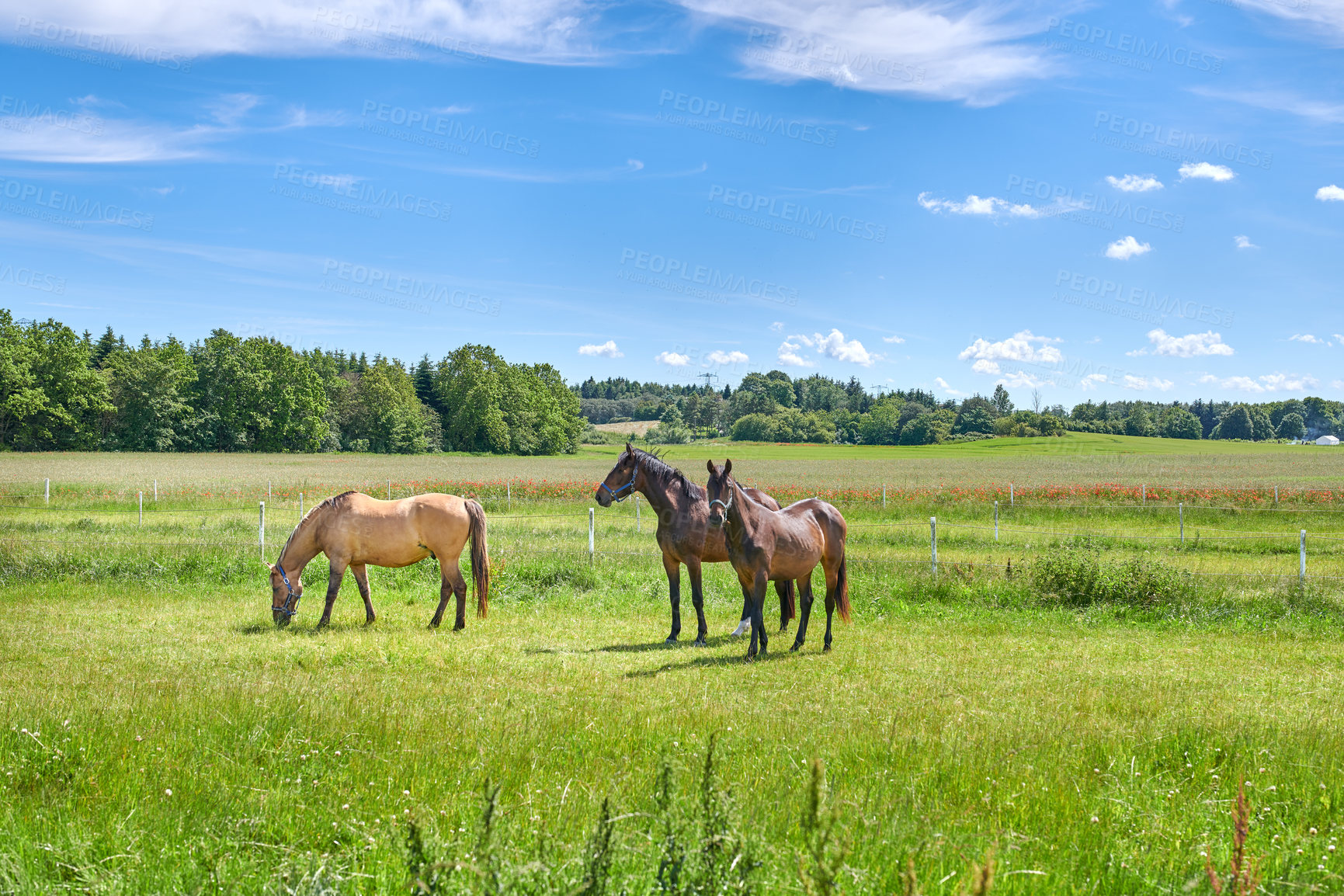 Buy stock photo A photo of a horse in natural setting