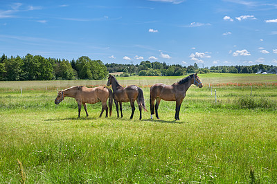 Buy stock photo A photo of a horse in natural setting