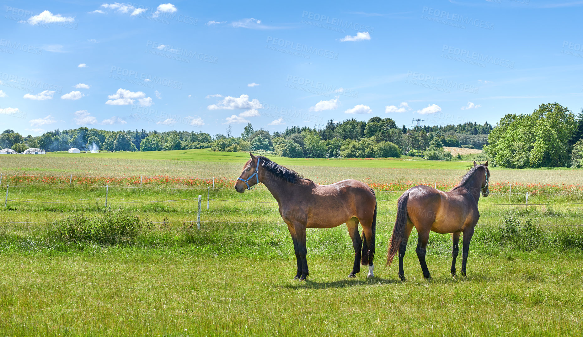 Buy stock photo A photo of a horse in natural setting